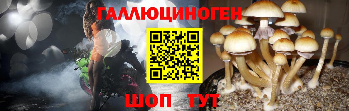 Псилоцибиновые грибы Cubensis  Вход с VPN  Чистополь 